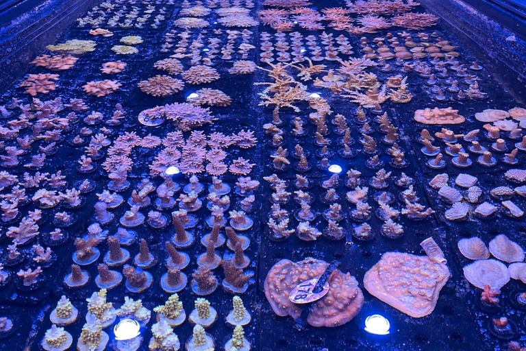 Port Douglas: Forever Reef Project Coral Biobank Guided Tour