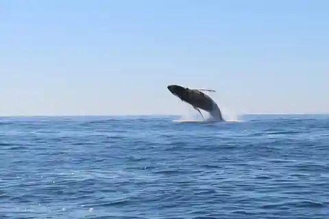 WHALE WATCHING TOUR CABO SAN LUCAS