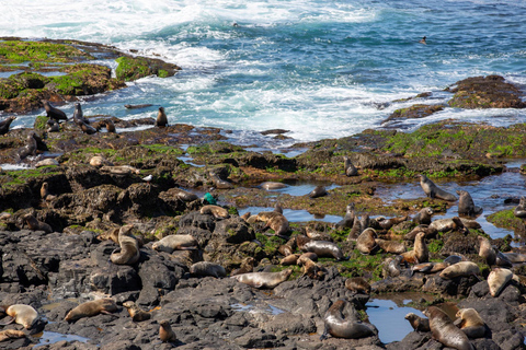 Melbourne Puffing Billy &amp; Penguins Day Tour