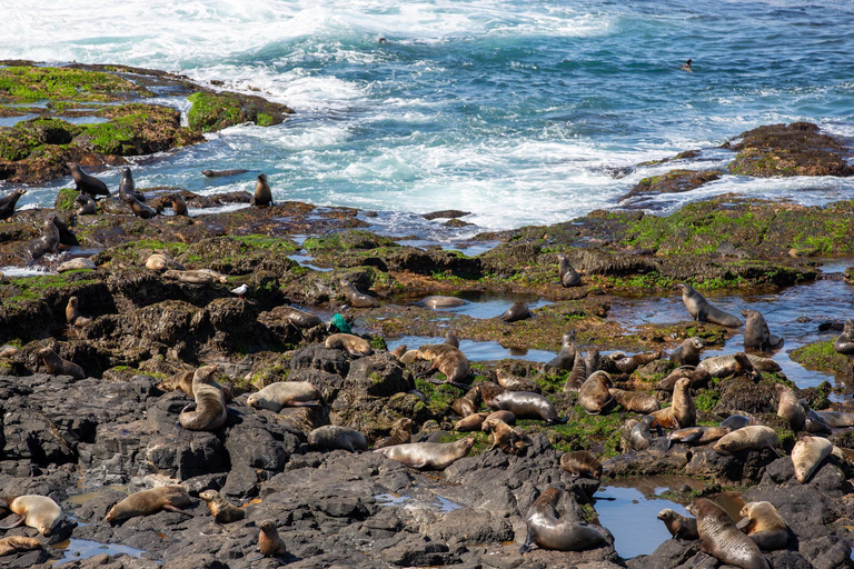 Melbourne Puffing Billy &amp; Penguins Day Tour