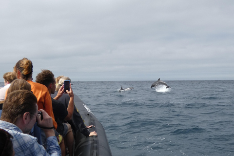 Dolphin Watching in Arrábida Natural Park