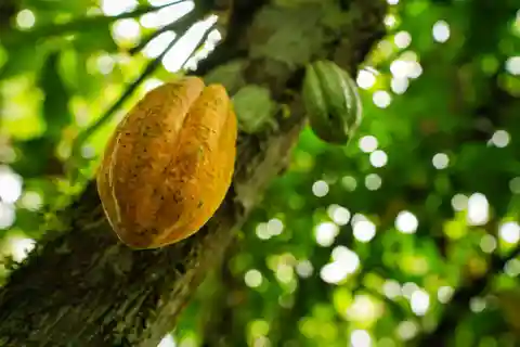 La Fortuna: Chocolate-Making Experience with Tastings