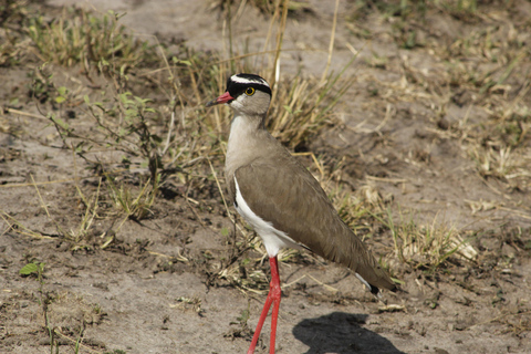 Rwanda : Observation des oiseaux avec vue sur des paysages remarquables