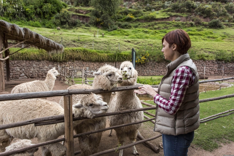 Explora una granja de alpacas y llamas en un tour guiado con un caliente