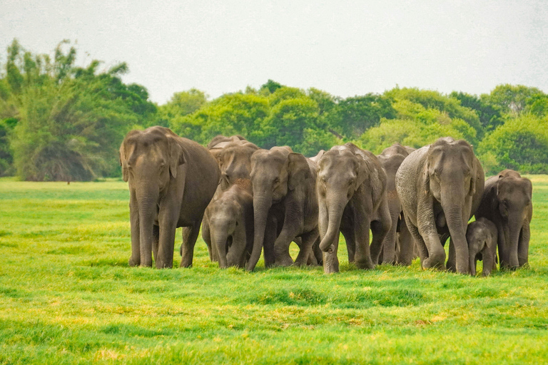 Minneriya: Private Family Wildlife Safari with Pickup
