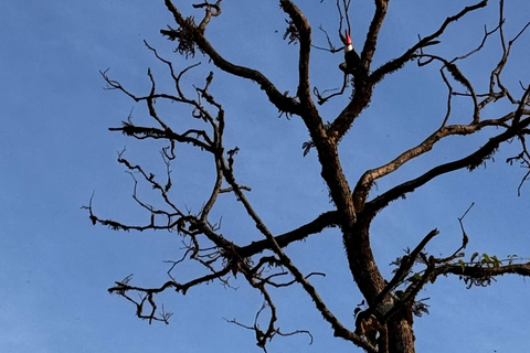 Birdwatching Tour At Poço Preto Trail