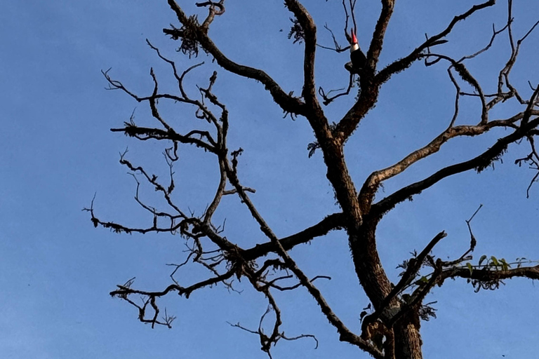 Birdwatching Tour At Poço Preto Trail