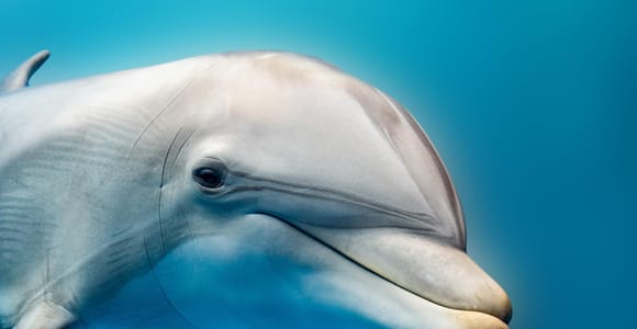 Из Хургады: экскурсия на скоростном катере по острову Хула-Хула с дельфинами