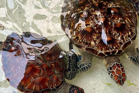 ZANZIBAR: Stone Town, snorkling + sjöstjärnor och havssköldpaddorVIKTIGT: TRANSFER INGÅR INTE I DET ALTERNATIV DU VÄLJER