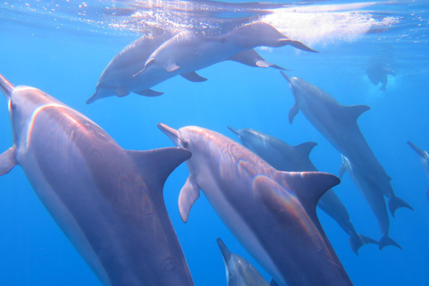 Waikiki: AM Paradise Honu SnorkelingWaikiki: AM Paradise Honu Snorkelen