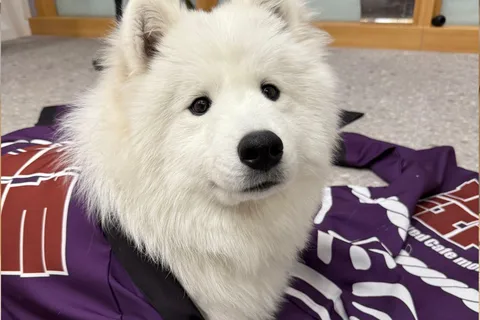Tóquio Harajuku: Experiência de interação com samoyeds por 30 minutos