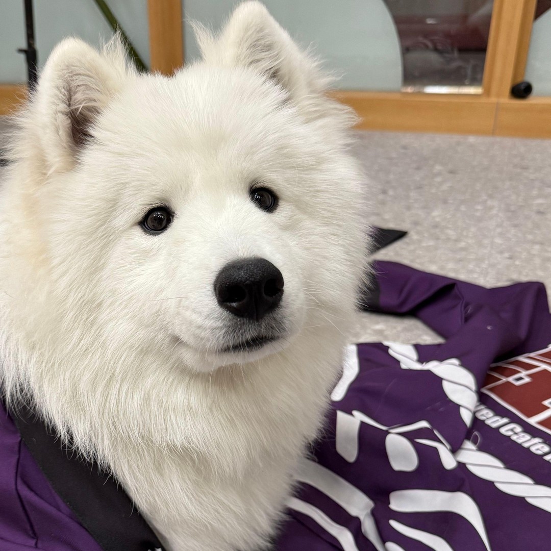 Tokyo Harajuku：30-Minute Samoyed Interaction Experience