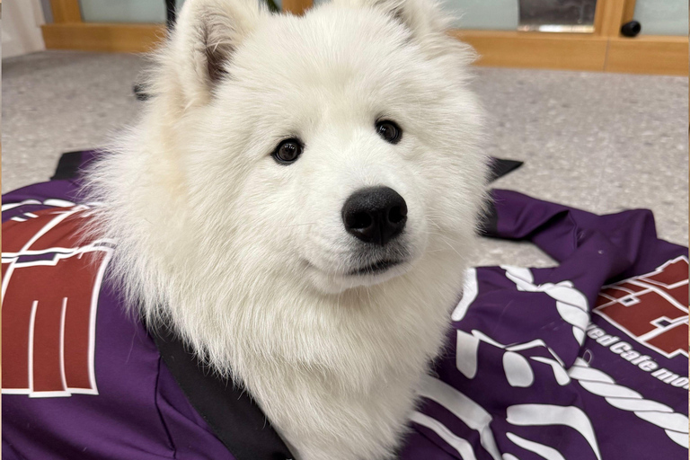 Tokyo Harajuku：30-Minute Samoyed Interaction Experience