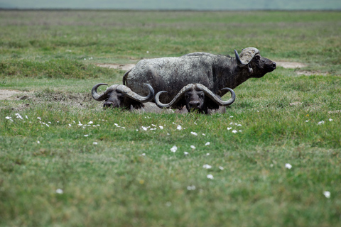 Arusha: Ngorongoro Game Drive - Wildlife & Conservation