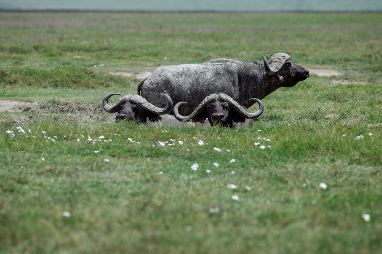 Arusha: Ngorongoro Game Drive - Wildlife & Conservation