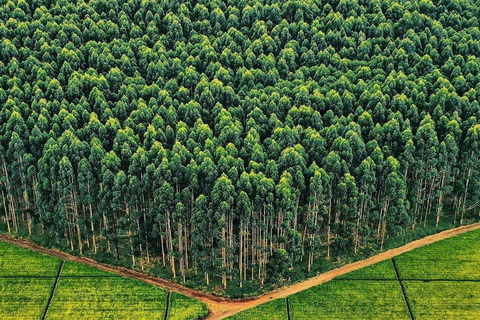 Kericho: Tea Plantation Tour with Tasting and Pickup