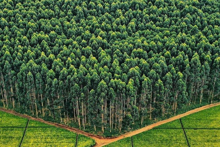Kericho: Tea Plantation Tour with Tasting and Pickup