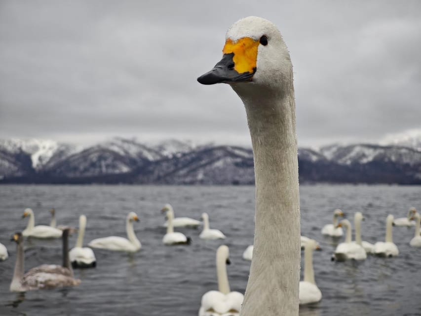 Hokkaido Swan Lake & Noboribetsu Hell Valley Private tour