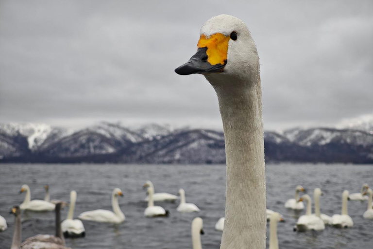Hokkaido Swan Lake & Noboribetsu Hell Valley Private tour