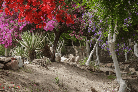 Kreta: Botanisches &amp; Bergabenteuer mit lokalem Essen