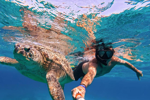 Marsa Mubarak Sea Turtles Trip with Optional Diving with 1 Intro-dives, Snorkelling, Lunch
