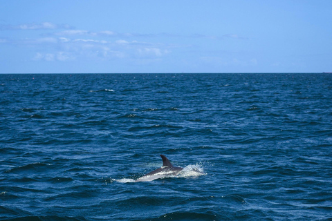 Estepona Sailing and Marine Nature Experience