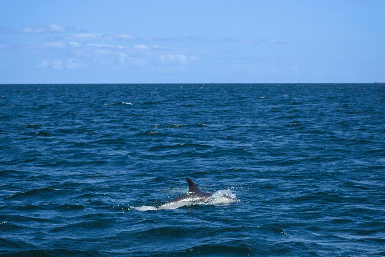 Estepona Sailing and Marine Nature Experience