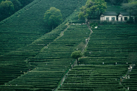 Wuxi: Hangzhou Nine Creeks & Longjing Tea Village Day Trip
