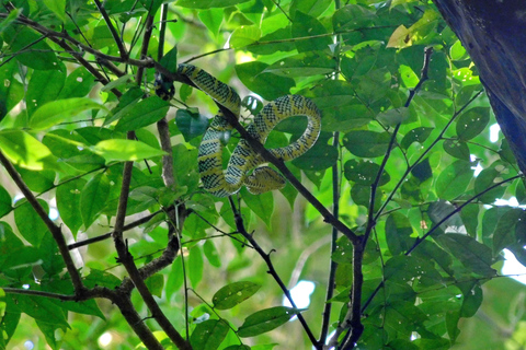 Khao Sok Jungle Day Trip - Jungle Trekking & Bamboo Rafting