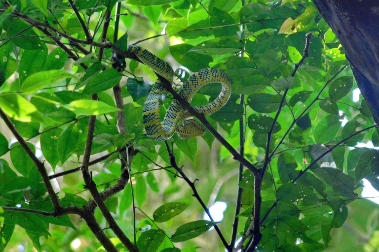 Khao Sok Jungle Day Trip - Jungle Trekking & Bamboo Rafting