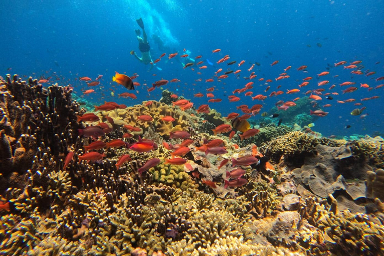Nusa Lembongan Manta Snorkeling Trip, Mangrove & Island Tour Sharing 3 Spots Snorkeling & Mangrove Advanture