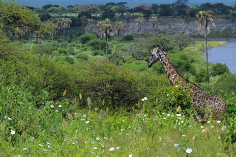 Tarangire-Nationalpark &amp; Eyasi-See (Datoga- &amp; Hadzabe-Dörfer)Premium Lodge im Tarangire-Nationalpark
