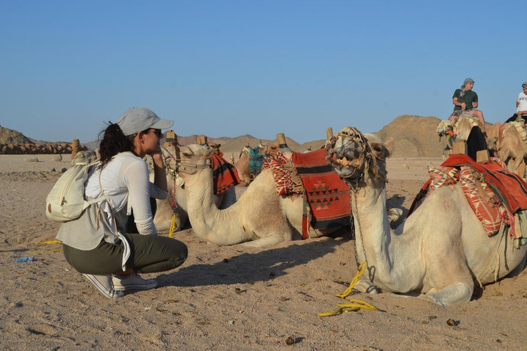 Aventura de safári de jipe com passeio de camelo, jantar e showServiço de busca no hotel em Hurghada