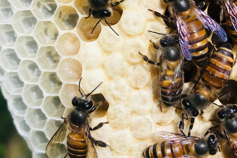 Ella: Bee Farm Tour With Honey Tasting Experience