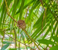 Bohol Countryside Joiners Tour From Cebu City - Housity