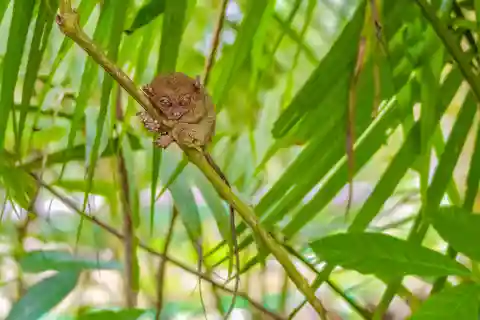 Bohol Countryside Private Tour From Cebu City