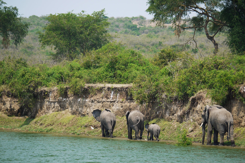 From Entebbe: 3-Day Gorilla Trekking Safari with Transfers