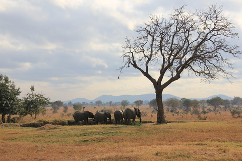 2 Dagen Mikumi met Comfortabel Resort (Open Jeep Game Drive)