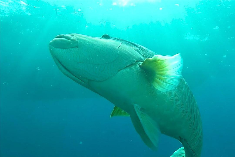 Cairo: Ain Sokhna Snorkeling cruise & optional transfer Cairo: Premium Yacht Cruise with private pickup from Cairo