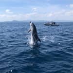 Olbia: : gita in barca ecologica per l'avvistamento dei delfini