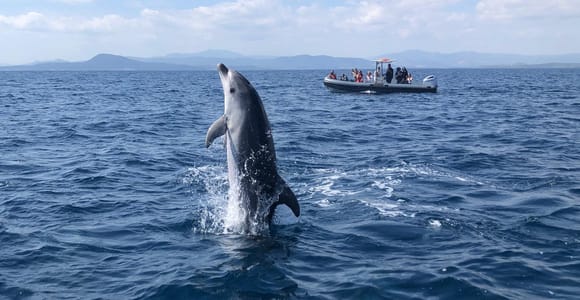 Olbia: Ökologische Bootsfahrt zur Delfinbeobachtung