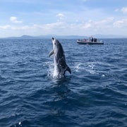 Olbia: Ökologische Bootsfahrt zur Delfinbeobachtung