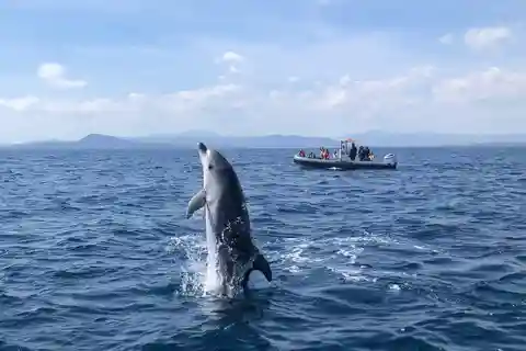 Olbia: : ecological boat trip for dolphin spotting