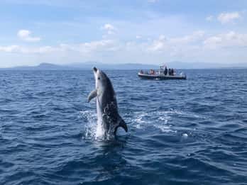 Olbia: Ökologische Bootsfahrt zur Delfinbeobachtung