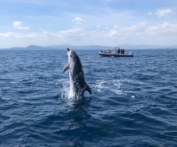 Olbia: : ecological boat trip for dolphin spotting