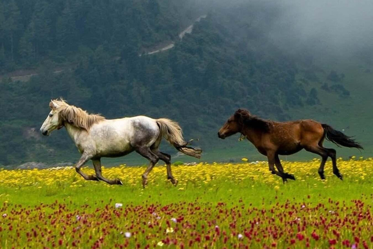 Pokhara: Dhorpatan 2-Day Jeep Tour with lady Guide Pokhara: Dhorpatan 2-Day sharing jeep Tour with lady Guide