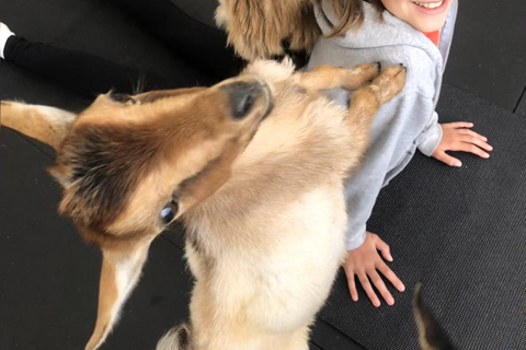 Goat Yoga Near Glacier National Park