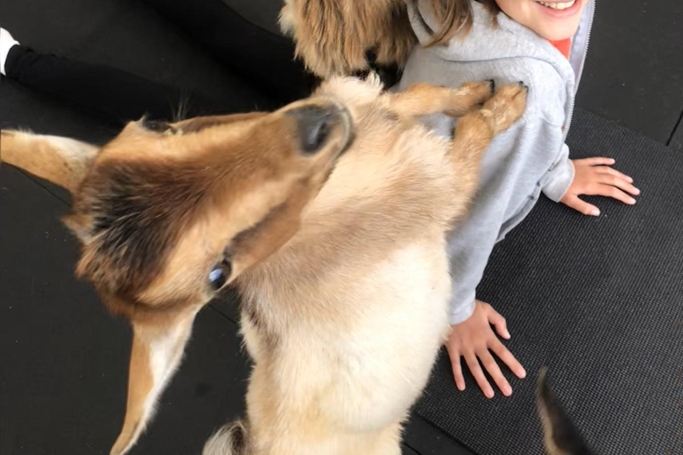 Goat Yoga Near Glacier National Park