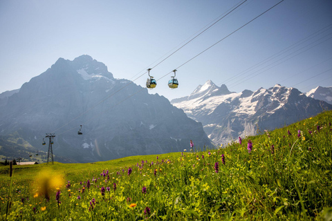 From Zurich: Grindelwald First Cable Car & Interlaken