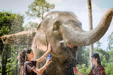 Koh Samui : Nourrissez-vous et douchez-vous avec les éléphants : une expérience exclusive